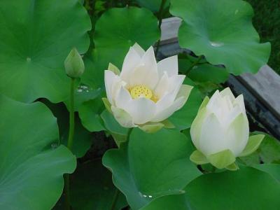 White Lotus 2.jpg