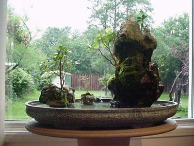 Bonsai and Spring Outside Surrounding