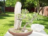 bonsai 1.jpg