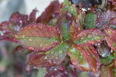 Rose leaves