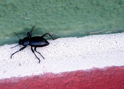 Stink Bug