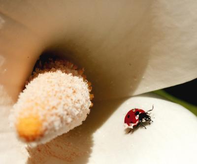 Lady Bug