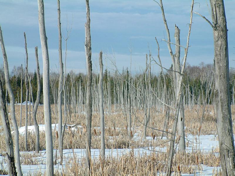 2003_1228_Winter Marsh