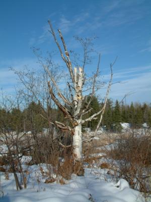 2003_1228_Winter Marsh Tree