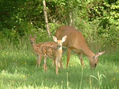2004_0801_Mother and Fawns