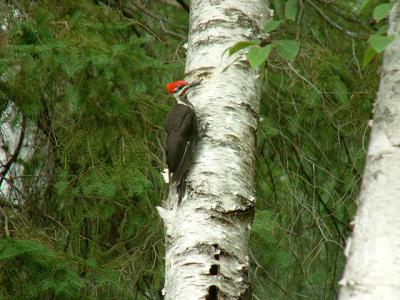 2004_0731_Pileated Woodpecker