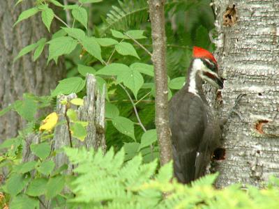 2004_0731_Pileated Woodpecker 2