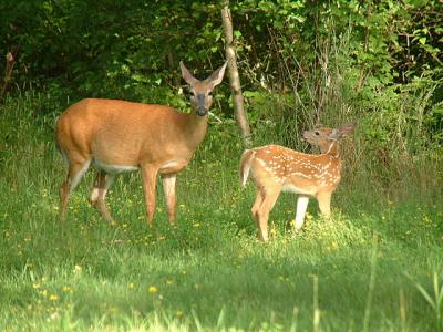 2004_0801_Mother and Fawn 2