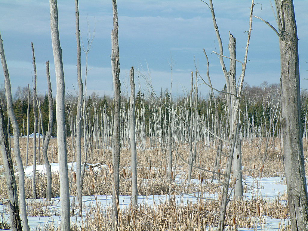 2003_1228_Winter Marsh