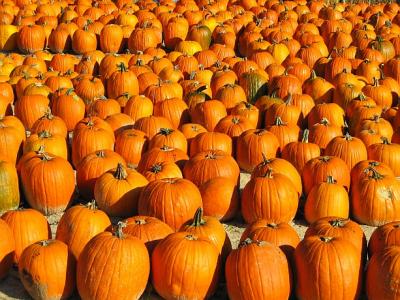 Pumpkins for sale in Ramsey