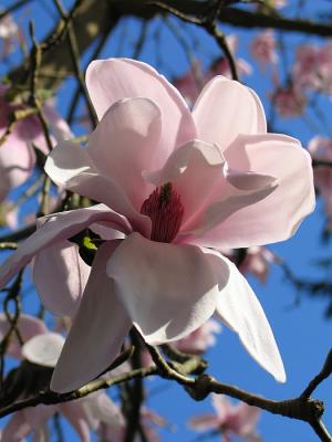 Magnolia Blossom