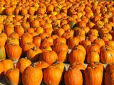Pumpkins for sale in Ramsey