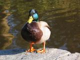 Duck with an attitude, in Stanley Park