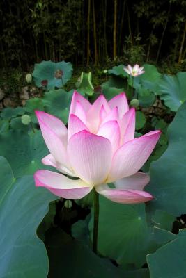 IMG00017a.jpg