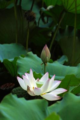 IMG00027a.jpg