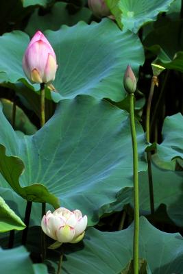 IMG00037a.jpg