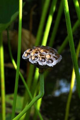 IMG00042a.jpg