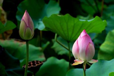 IMG00067a.jpg