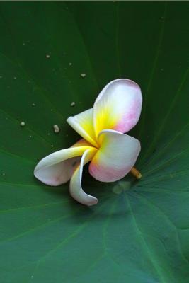 IMG00076a.jpg
