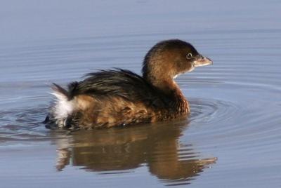 Pied-billed Grebe