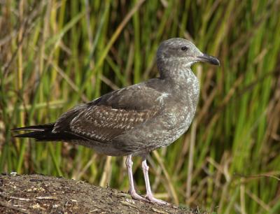 Western Gull, first winter