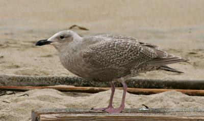 Glaucous-winged Gull, first winter
