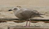 Glaucous-winged Gull, first winter