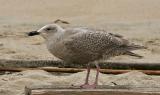 Glaucous-winged Gull, first winter