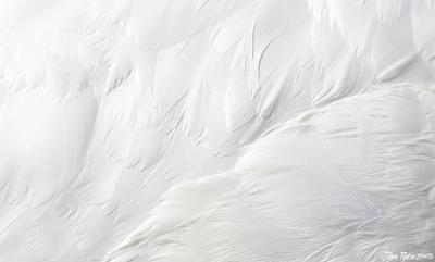 Texture of a Swan