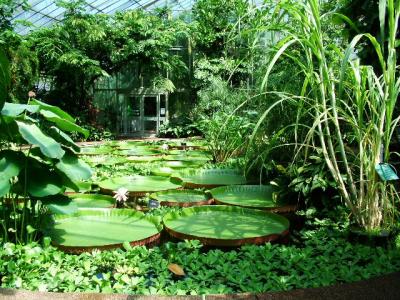 010 tropical aquatic house.JPG