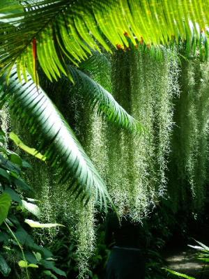 034 Spanish Moss.JPG