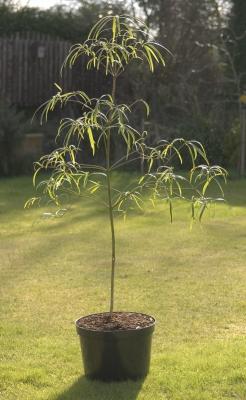 Pittosporum Angustifolium.jpg