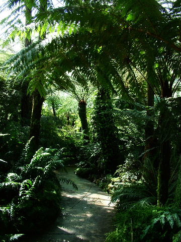 016 Fern house central path.JPG