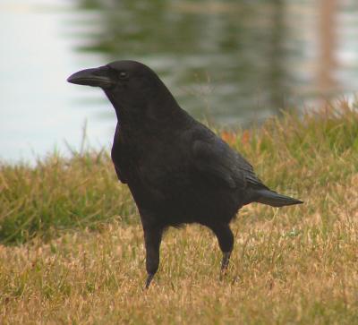 01-01 crow.jpg