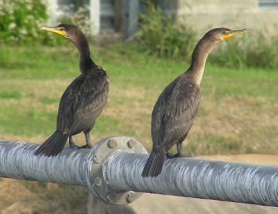 double_crested_cormorant