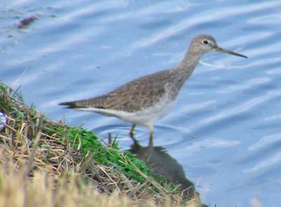 lesser_yellowlegs