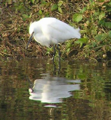 01-01 Snowy Egret.jpg