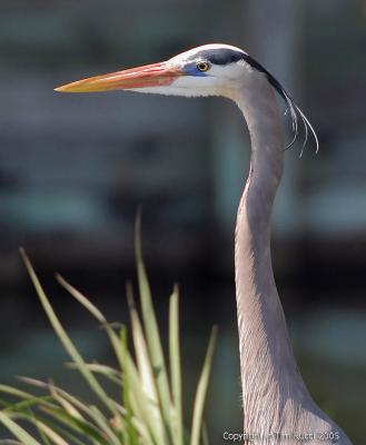 21083  Great Blue Heron