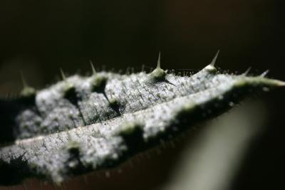IMG_2579.jpg