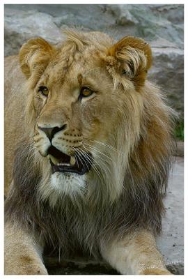 Lion12