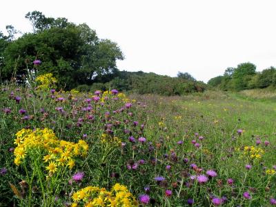 Scenery near Bangor, Wales