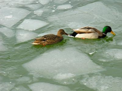 Couple on ice