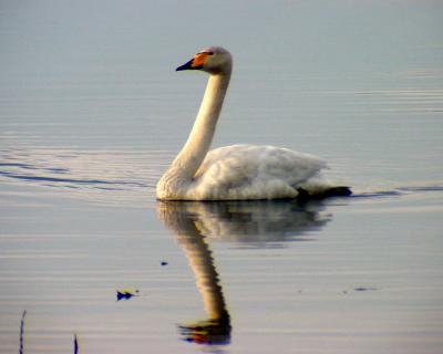 Whooper Swan - Cygnus cygnus