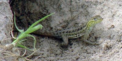 Keeled Earless Lizard - Holbrookia propinqua