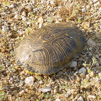 Cooter sp. - Chrysemys sp.