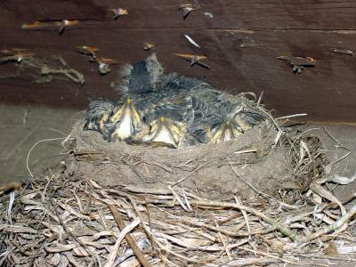 Eastern Phoebe - Sayornis phoebe (chicks)