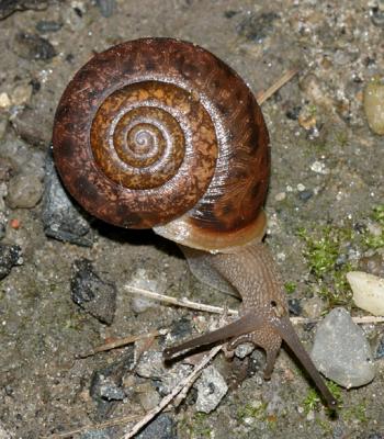 Whitelip Snail  - Neohelix albolabris