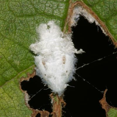 Woolly Alder Aphid - Paraprociphilus tessellatus