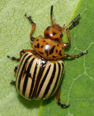 Colorado Potato Beetle - Leptinotarsa decimlineata