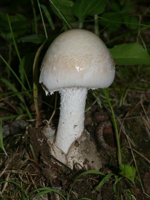 Amanita volvata group